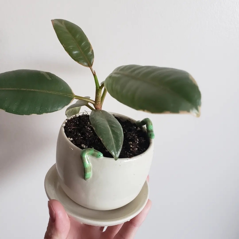 Inchworm flowerpot - Picture 3 of 3